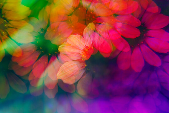 Echinacea photographed through prism