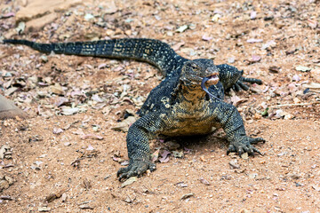 Water Monitor Lizard, Varanus salvator, in Sri Lanka