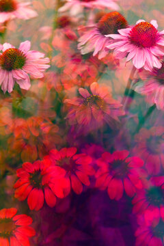Echinacea photographed through prism