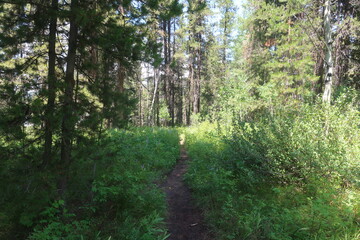 Thick forest and trees in Wyoming
