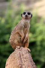alert meerkat standing on a rock a green background