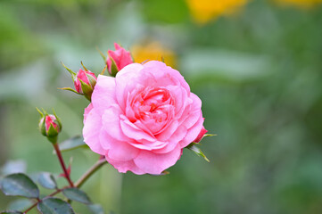 Pink rose flower on a background of green foliage close up
