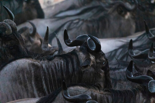 Wildebeests are crossing Mara River. Great Migration, Kenya