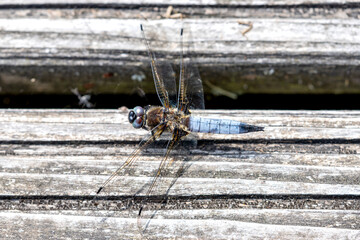 scarce chaser (Libellula fulva) on a wooden plank