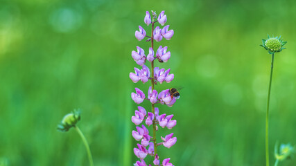 Bumblebee pollinating a flower of the lupine lilac