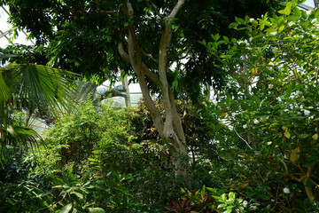 Brooklyn, NY, USA - June 27, 2019: Brooklyn Botanical Garden