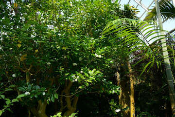 Fototapeta premium Brooklyn, NY, USA - June 27, 2019: Brooklyn Botanical Garden