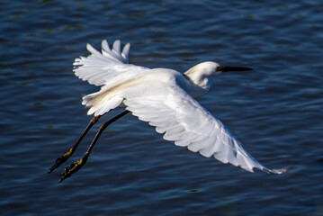 egret on the water