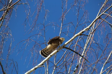 Little Falcon, Edmonton, Alberta