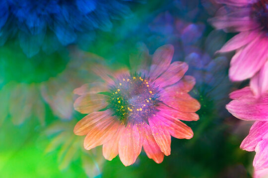 Echinacea photographed through prism
