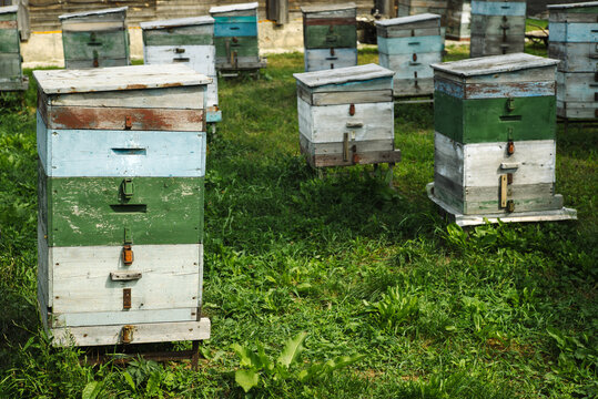 Beehive with bees in an apiary. Sunny day.