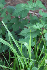 green leaves in the garden