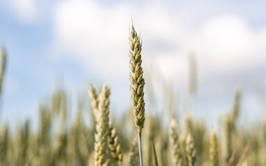 Ears of yellow ripe wheat with blurred background on blue sky, close-up side photo. A beautiful dry wheat field ready to harvest. Natural cereal agriculture in agricultural areas. Banner for web site