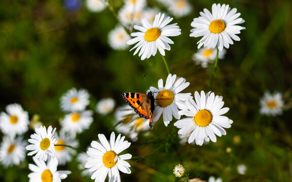 Bright colored beautiful butterfly with folded wings sits on medicinal chamomile flower. Colorful summer photo with blurred background closeup. Moth and bunch of pharmaceutical daisies on green field