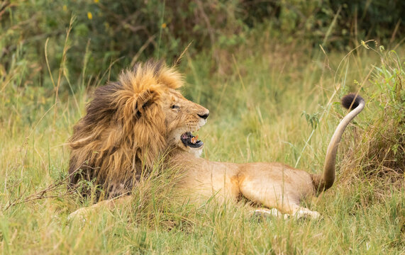 Grumpy Male Lion