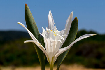Obraz premium Sand lily (Pancratium maritimum) is a bulbous plant species belonging to the daffodil (Amaryllidaceae) family, grown in coastal dunes.