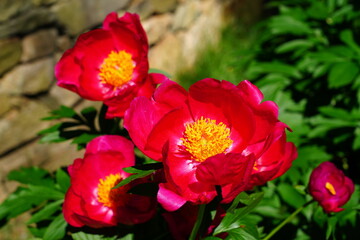 Dark red peony flower with yellow anthers in bloom