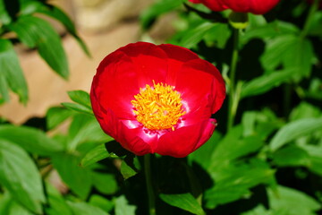 Obraz na płótnie Canvas Dark red peony flower with yellow anthers in bloom