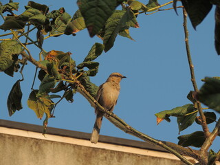 bird on a branch