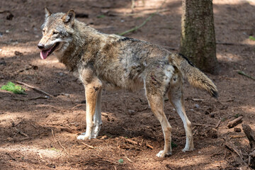 Naklejka na ściany i meble gray wolf (Canis lupus) in forest