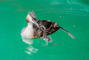 Great crested grebe (Podiceps cristatus) with young chick on the back swimming in lake Geneva, Switzerland.
