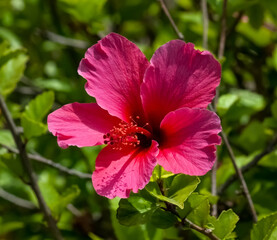 Hibiscus flower closeup  with green leaf background