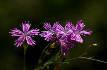 Dianthus caryophyllus, commonly known as the carnation or clove pink, is a species of Dianthus. It is probably native to the Mediterranean region