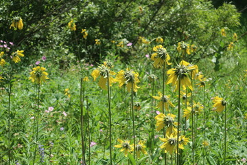 Yellow flowers in a forest