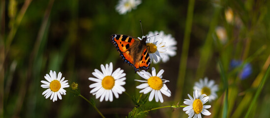 Bright colored beautiful butterfly with spread wings sits on medicinal chamomile flower. Colorful summer closeup photo. Orange moth and bunch of pharmaceutical daisies on green field. Banner web site © Maksim