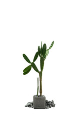 Cactus in pot isolated on white background.