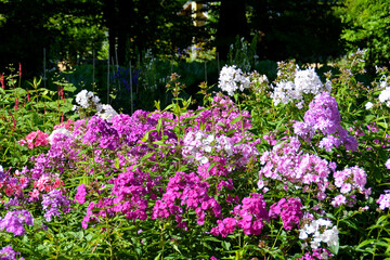 Blumen im Garten, Botanischer Garten in Gütersloh im Juli	
