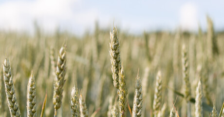 Ears of yellow ripe wheat with blurred background on blue sky, close-up side photo. A beautiful dry wheat field ready to harvest. Natural cereal agriculture in agricultural areas. Banner for web site