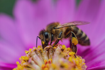 Biene in Lila Blume