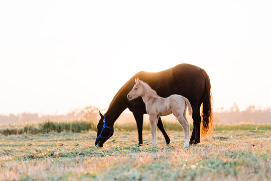 Foal and mare grazing