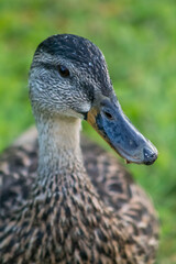 Female duck