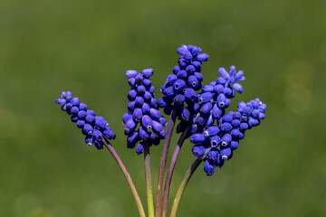 Fototapeta premium Arabian hyacinth (Muscari), bulbous and herbaceous plant species living in marshy areas and fields from the Hyacinthaceae (hyacinth) family. 