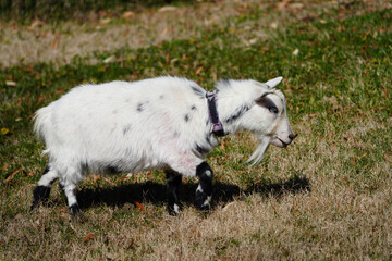 Obraz premium View of a white goat grazing in the grass
