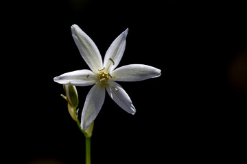 Fototapeta premium White avalanche lily, White Avalanche Lily Erythronium montanum, The avalanche lily or white avalanche lily is a member of the lily family native to the coast of British Columbia