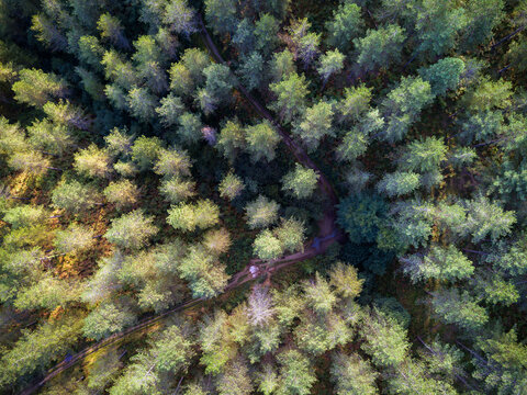 Forest from above