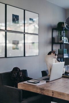Cat and dog sitting and waiting at the work station on a table with a laptop