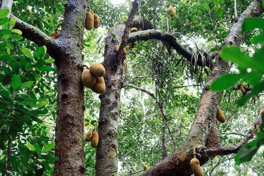 Jackfruit Tree.