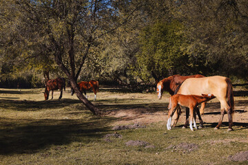 Family of horses in the field