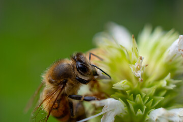 Biene in Blüte