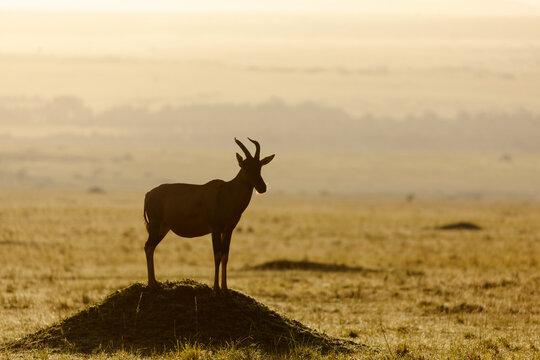 African Landscape. Topi on a Mound