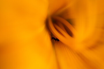 Orange Blüte © Kathrin