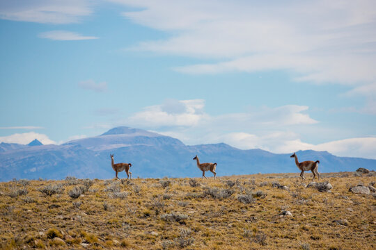 Guanacos in its natural habitat