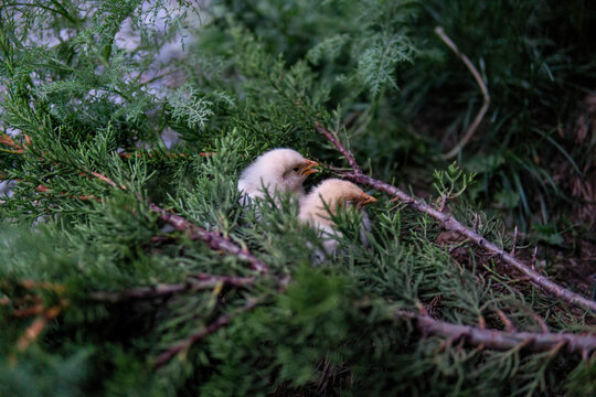 Little chicks hiding in tree branches