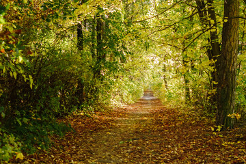 Obraz premium Autumn road strewn with leaves