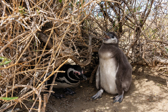 Magellanic penguins