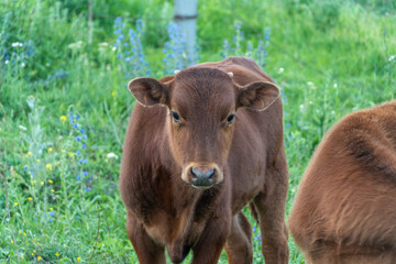 Calf on a green sunny meadow, Looks at the camera. Selective focus